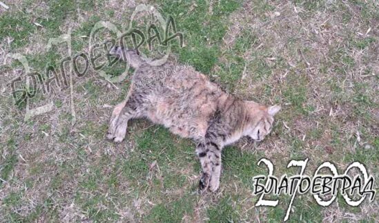 Читателски сигнал: Мъртва котка на крачки от детска площадка в Благоевград!