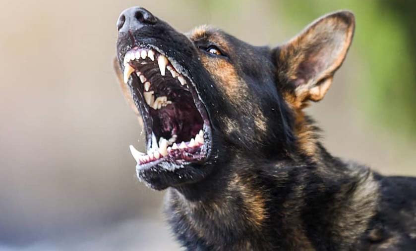Домашно куче нападна трима души в Дупница