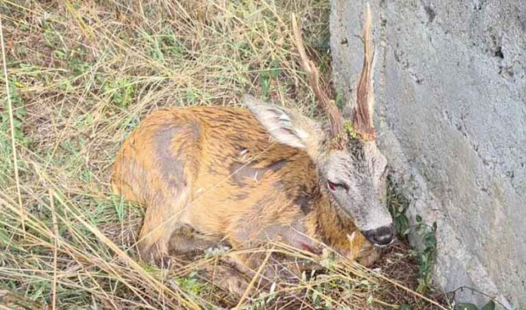 Служители на ЮЗДП спасиха сръндак, паднал в бетонен водоем край село Еленово
