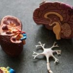 Хронични заболявания, деменция и палиативна грижа – къде е мястото