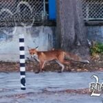 Лисица се разходи по бул. „Св. Димитър Солунски“ в Благоевград