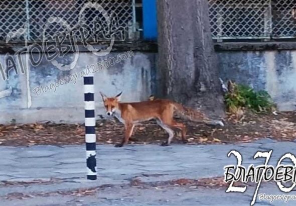 Лисица се разходи по бул. „Св. Димитър Солунски“ в Благоевград