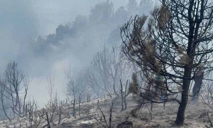 Пожар изпепели около 90 декара гора между Скребатно и Балдево